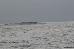 Gullskiten - 1-metring vest  av Sula